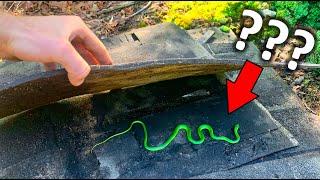 Flipping Tin and Trash For VIBRANT Snakes! (Unexpected Find!)