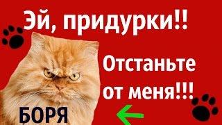 Боря, отдай булку! Песня вторая!!!!