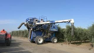 Rolland Rosenthal, California Olive Farmer: How Olives Are Grown + Harvested for Olive OIl