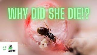 My Queen Ant Died - 6 Tips To Keep Your Queen Ant Alive!