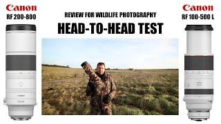 Canon RF 200-800 vs RF 100-500. Lens Review for Wildlife Photography