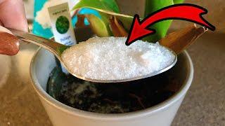 See What Happens When You Add Epsom Salt to Your Plants! 🪴