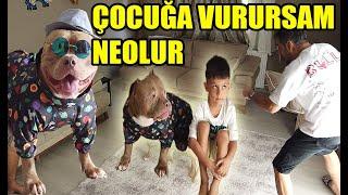 YERLİ HULK SİMBA - DOG BODYGUARD -