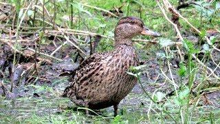 Утка Чирок-свистунок, European teal duck