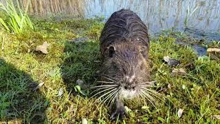 Killer Nutria im Angriff