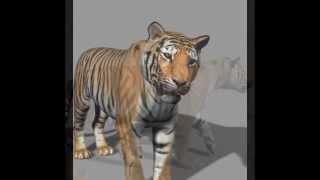 3D tiger modeling