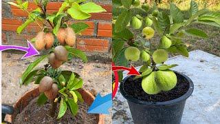 Amazing How to Grafting Guava and​ Sapodilla  That Get The Most Fruit