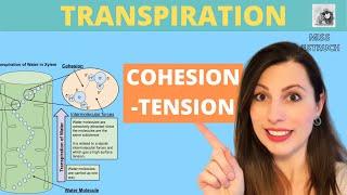 Transpiration and Cohesion-Tension Theory. Cohesion and adhesion in the transport of water in plants