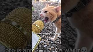 #88 Funny Cat videos  #meowing #memes #cute