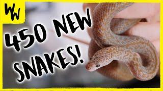 UNBOXING 450 HOUSE SNAKES (before my wife kills me)