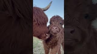 the highland cow was petting the child