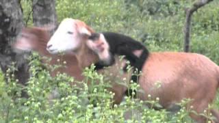 Monkey herds the sheep, Nicaragua