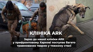 КЛІНІКА ARK | Зараз до нас в клініку ARK поступає багато травмованих тварин у тяжкому стані