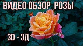 Видео обзор розы 3Д - 3D (Эквадор)