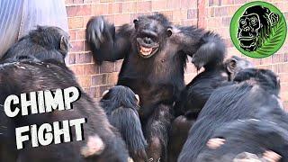 Baby Chimp In Danger As Big Female Chimp Fight Breaks Out