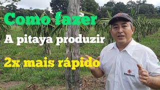 COMO FAZER A PITAYA PRODUZIR 2X MAIS RÁPIDO