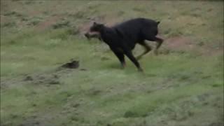 Doberman Pinscher Vs. Cat, shocking