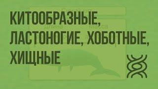 Класс Млекопитающие.Китообразные, Ластоногие, Хоботные, Хищные. Видеоурок по биологии 7 класс