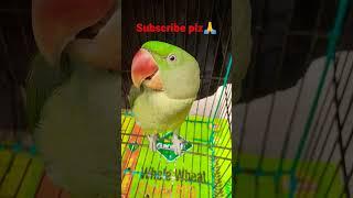 Amazing parrot talking mithu #shorts #ytshorts #shortvideo #parrot #mithu