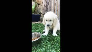 The Cutest Golden Retriever Puppy Funny Fart Video “Bear”  (sound up)