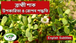 ব্রাহ্মী শাক চাষ পদ্ধতি ও ব্রাহ্মী শাকের উপকারিতা | How to grow Brahmi plant at home