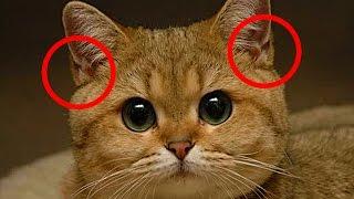 Для чего кошке нужны эти кармашки на ушках?