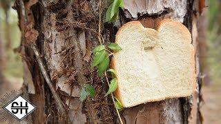 Pictures of Bread that have been Stapled to Trees