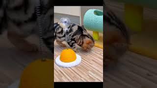 clever kitten#cat #fyp #cutecatvideo #catsoftiktok #malaysia