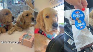 Colin The Golden Gets A Cake And Pup Patties For His Birthday