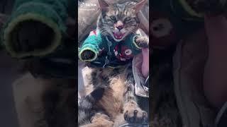 Смешные Коты Tik Tok - Лучшие приколы | Funny cats compilation. Подборка #8