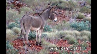 DONKEY CULL 2 Hunters Assisting Farmers Series Culling Donkeys in Remote Outback Efficient Effective