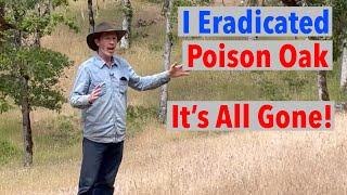 How I Eradicated Poison Oak Without Spraying or Goats