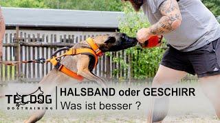 Geschirr vs. Halsband Teil 1