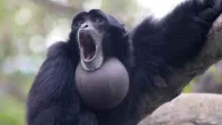 Screaming Gibbon Monkey