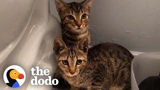 These Feral Kitten Siblings Transform Into Completely Different Cats | The Dodo Faith = Restored