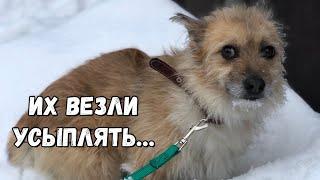 Их везли усыплять | Спасение собак, которым оставалось жить пару часов