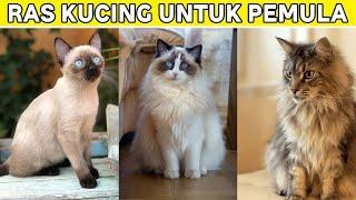 Ingin Pelihara Kucing Ras? Inilah 3 Rekomendasi Ras Kucing untuk Pemula, Apa Saja?