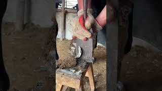 Caring for donkey's hooves丨ASMR丨Donkey hoof cutting sound