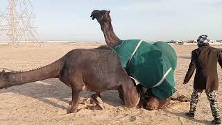 Witness the Surprise Moment When Two Camels Meet! I@Robiulahmedkuwait  ICamel I Animals video