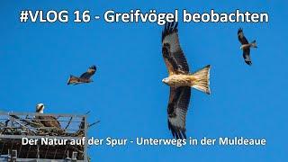 #VLOG 16 - Der Natur auf der Spur - Greifvögel beobachten - Rotmilan und Fischadler in der Muldeaue