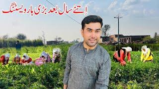 Village Organic vegetable Harvesting | Pakistan village life | Shoaib Maharzada