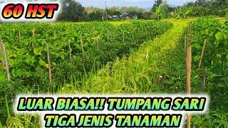 LUAR BIASA LEBAT !!! TUMPANG SARI CABE RAWIT CMK PLUS PADI JADI SATU MASIH SELEBAT INI - USIA 60 HST