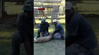 Leopard vs Zookeeper 