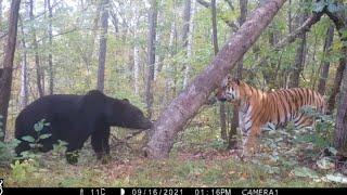Ussuri brown bear and siberian tiger Grom