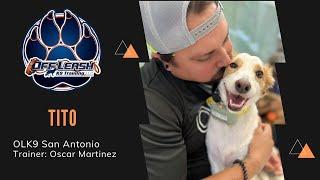 4 Y/O Mix Breed “Tito” | Super Friendly Dog | Trainer: Oscar Martinez