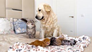 Mom Cat Introducing Golden Retriever to Baby Kittens!