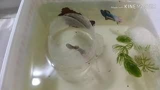 How to breed betta fish - Easy and Simple steps to breed betta successfully