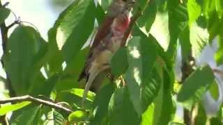 Makolągwa - Common linnet (Linaria cannabina) - śpiew (12.06.15)