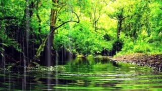 Relaxing Music • Healing Music for Study and Meditation Music for Stress Relief • Rain Sounds Music