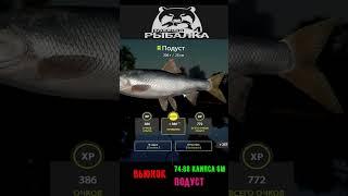 #shorts  #вьюнок подуст# Russian Fishing 4#